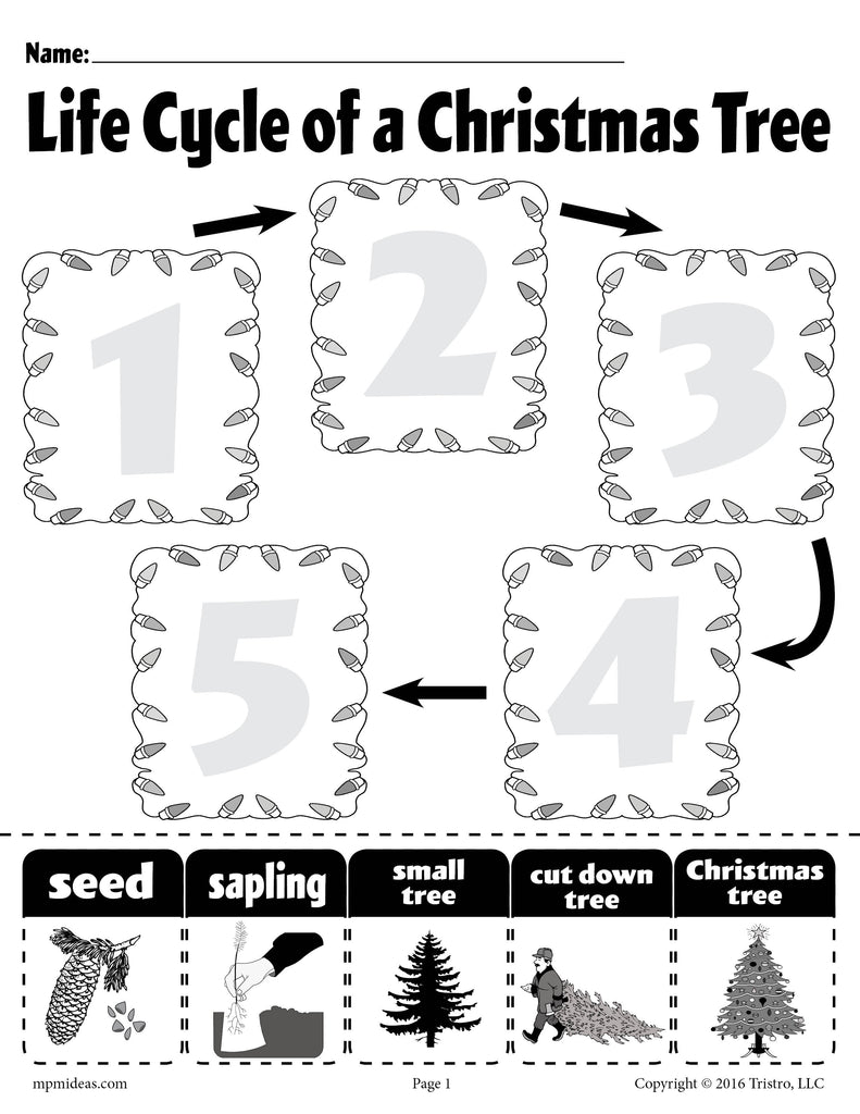 "Life Cycle of a Christmas Tree" Printable Worksheet