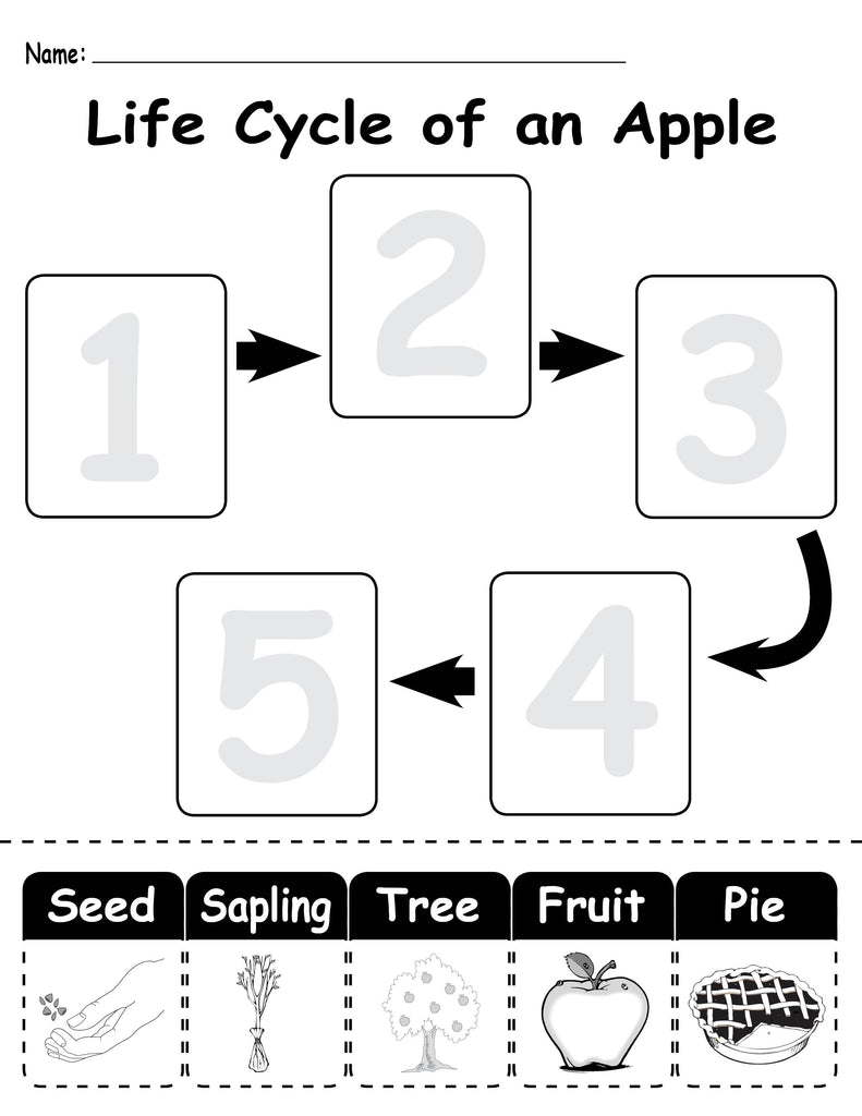 "Life Cycle of an Apple" FREE Printable Worksheet