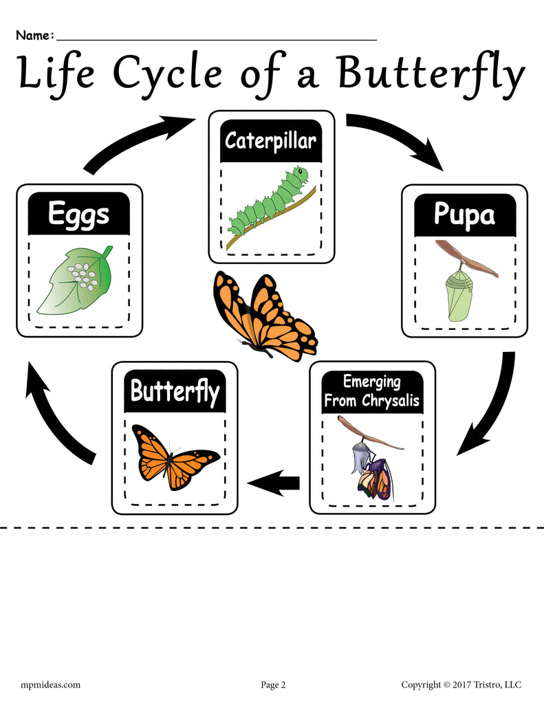 "Life Cycle of a Butterfly" Printable Worksheet