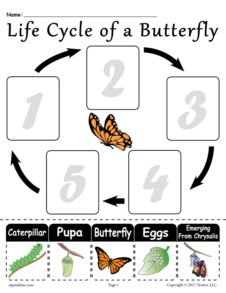 life-cycle-of-a-butterfly-printable-worksheet-supplyme