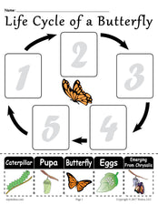 "Life Cycle of a Butterfly" Printable Worksheet