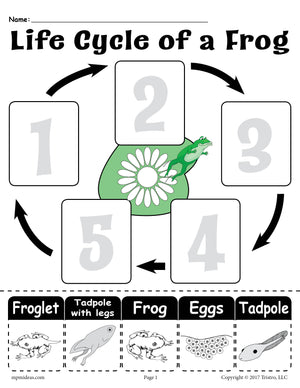 "Life Cycle of a Frog" Printable Worksheet