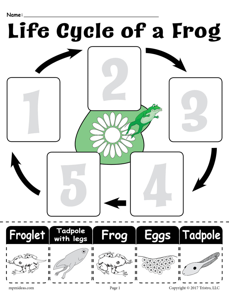 "Life Cycle of a Frog" Printable Worksheet