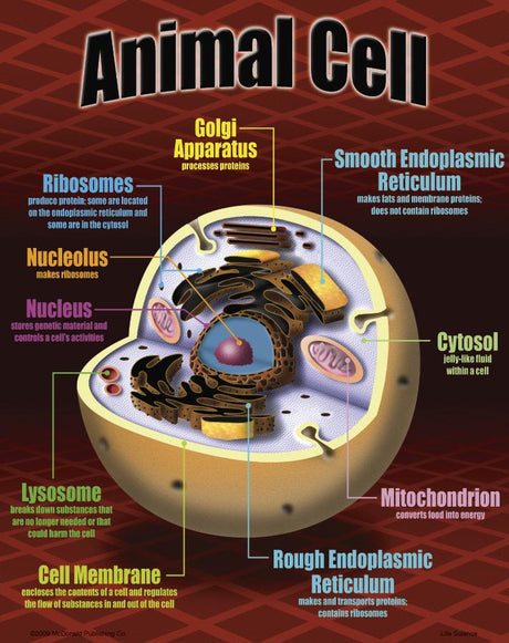 Life Science Poster Set