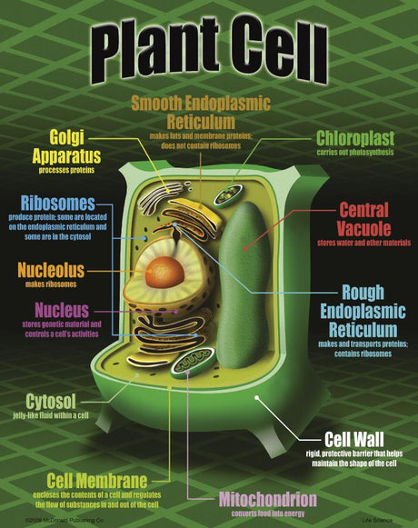Life Science Poster Set