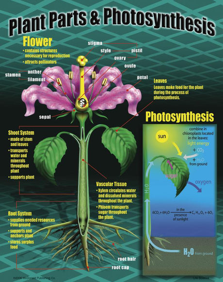Life Science Poster Set