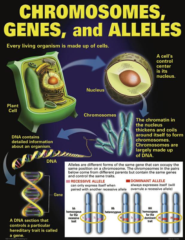 DNA & Heredity Poster Set
