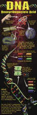 DNA Colossal Poster
