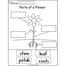 Learning About The Parts of a Plant