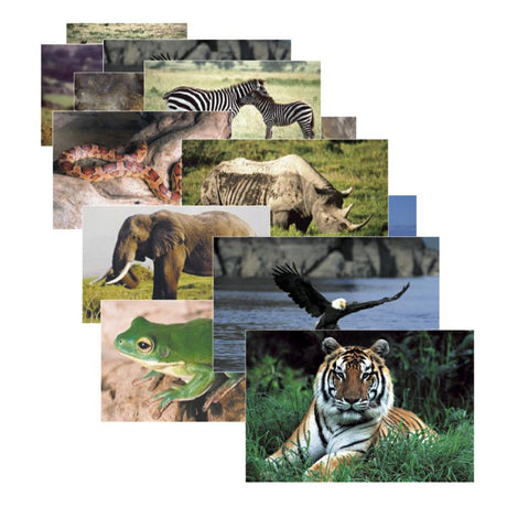 Wild Animal Poster Set Set Of 10