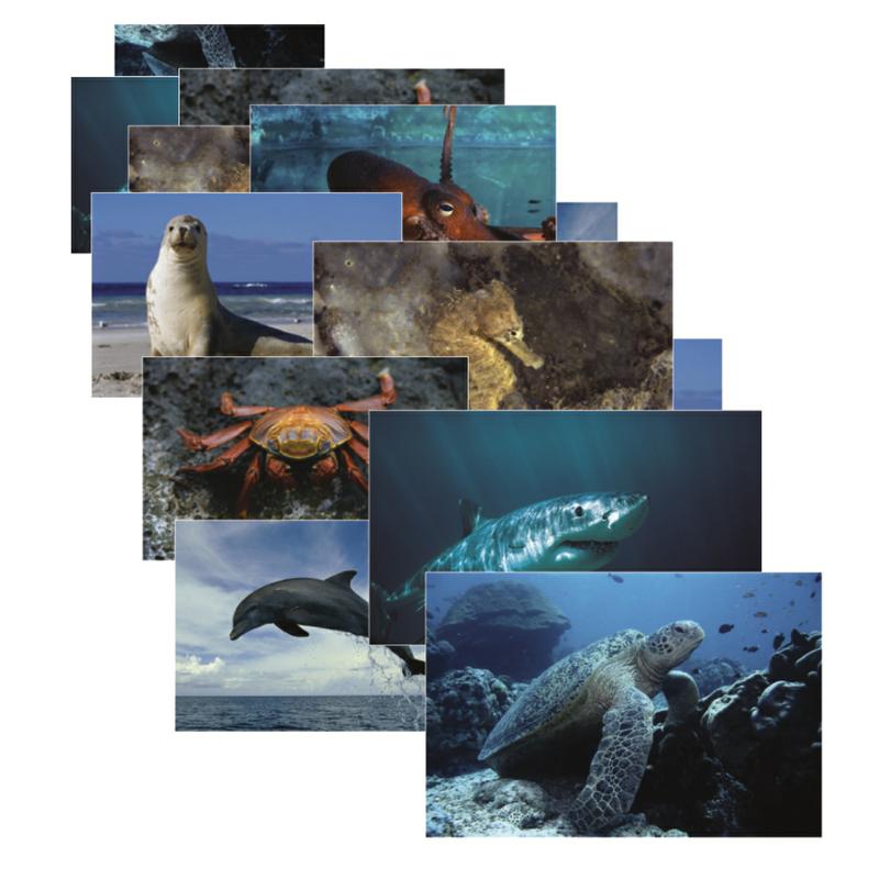 Sea Life Posters, Set of 14