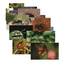 Insects 14 Poster Cards