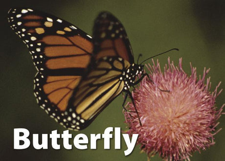 Insects & Bugs Photographic Memory Matching Game