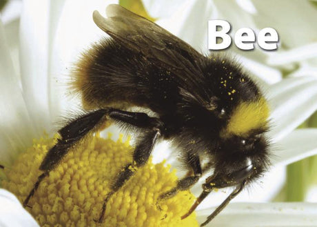Insects & Bugs Photographic Memory Matching Game