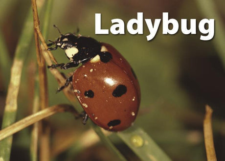 Insects & Bugs Photographic Memory Matching Game