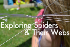 Summer Science - Spiders and Their Webs