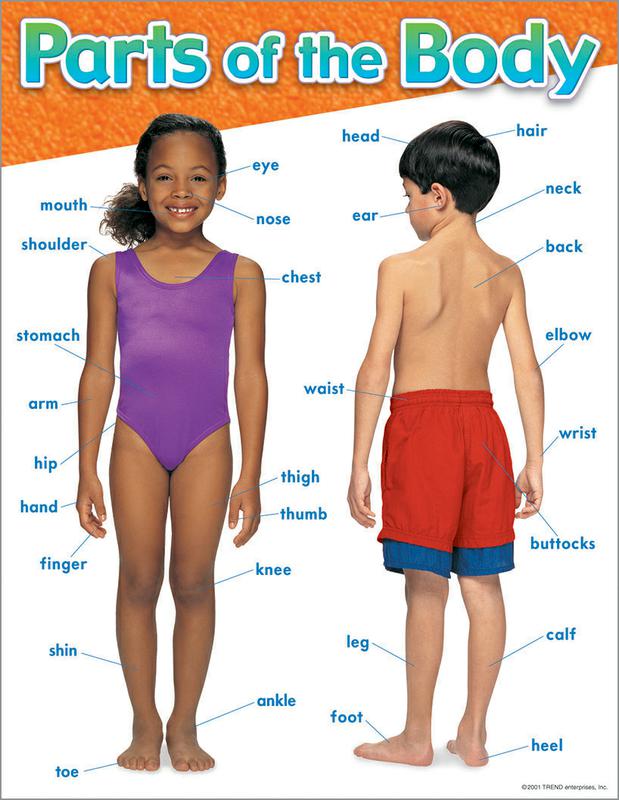 Basic Part Body Chart Body Chart Body Parts
