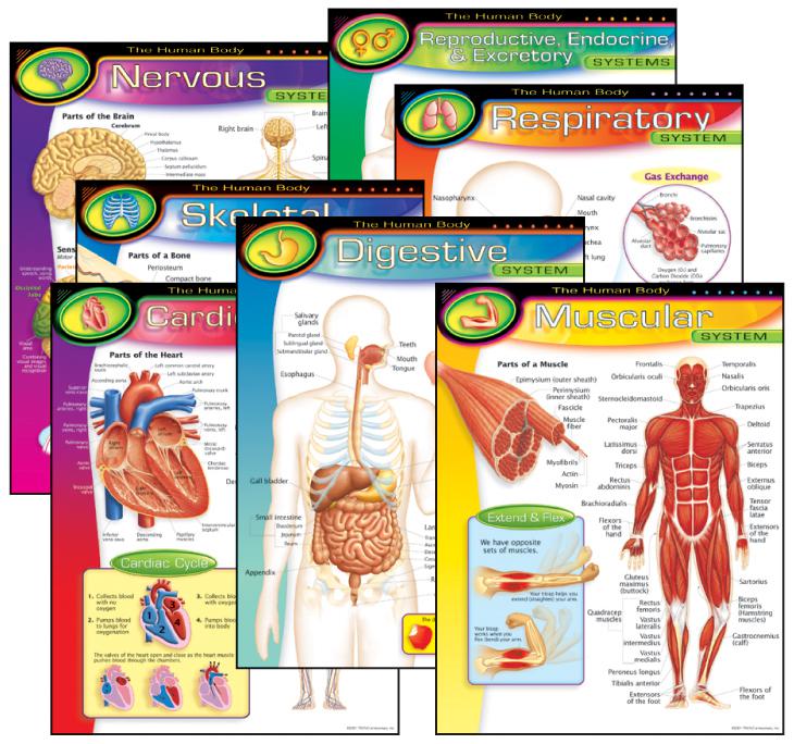 The Human Body Learning Charts Combo Pack